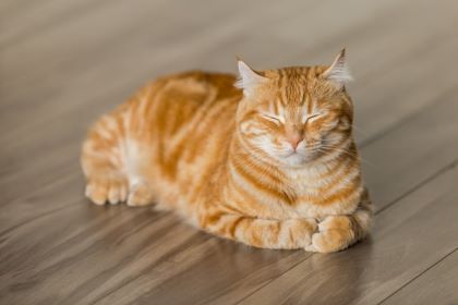An orange cat sleeping